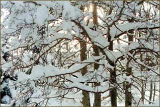 Snow-layered trees in Frisco